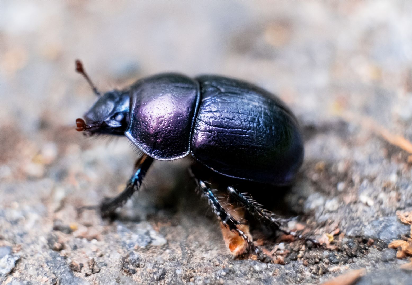 10 Interesting Dung Beetle Facts That You Need To Know